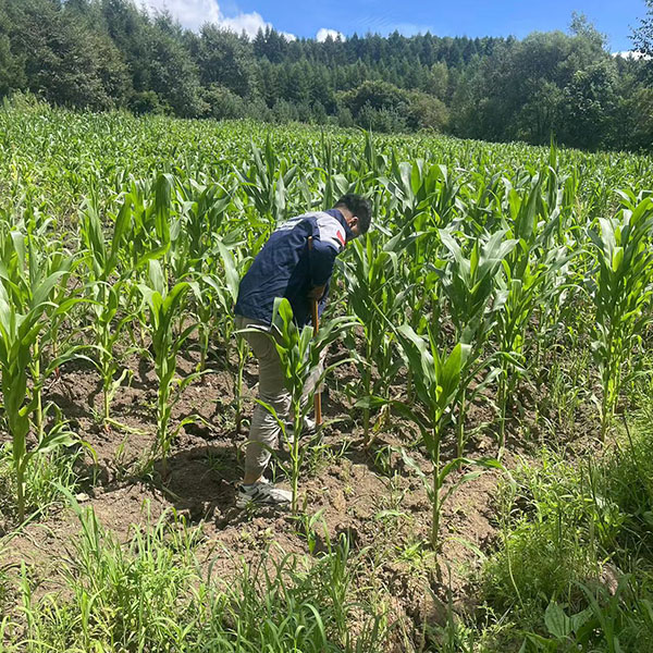 土壤檢測案例 土壤檢測案例
