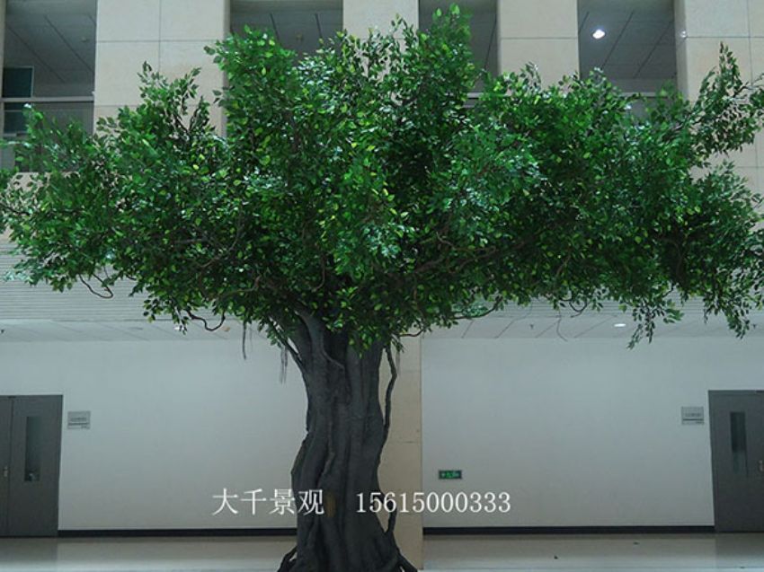 點(diǎn)擊查看詳細(xì)信息<br>標(biāo)題：室內(nèi)榕樹 閱讀次數(shù)：1622