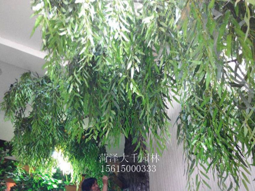 點擊查看詳細信息<br>標題：假樹 閱讀次數：1518