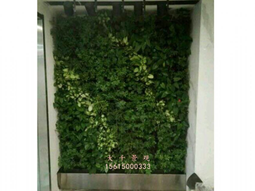 點擊查看詳細信息<br>標題：綠植墻 閱讀次數：2285