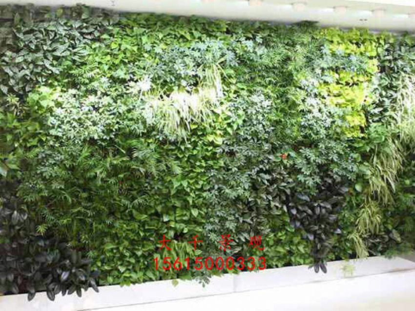 點擊查看詳細信息<br>標題：綠植墻 閱讀次數：2614